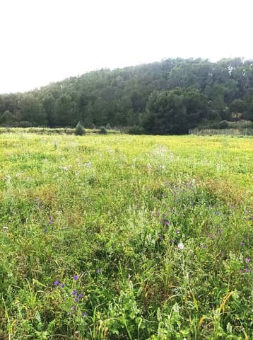 Byggetomt til salgs i San Miguel / Sant Miquel de Balansat, Sant Joan de Labritja - € 900 000 (Ref: 8911201)