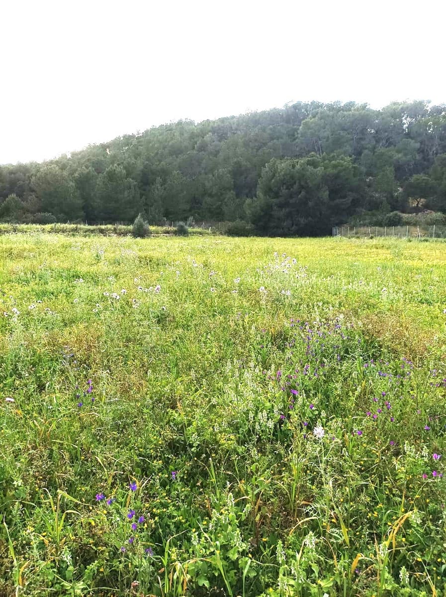 Byggegrund til salg i San Miguel / Sant Miquel de Balansat - € 880.000 (Ref: 8911201)