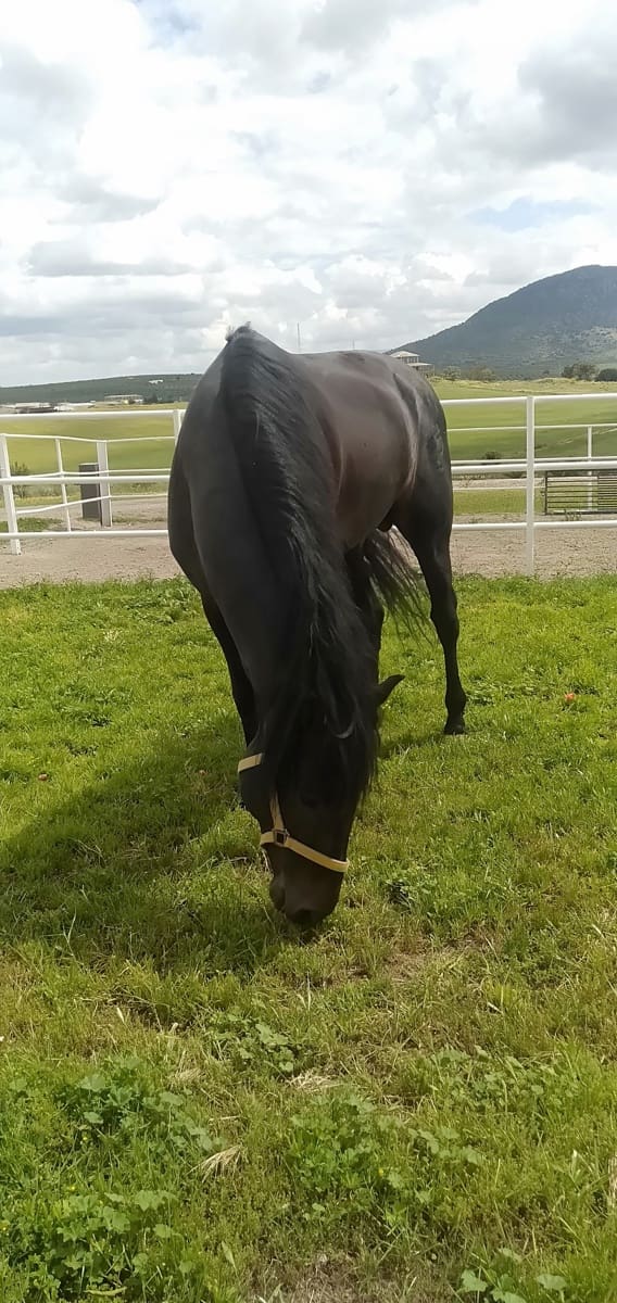 4 soveværelse Finca/Landehus til salg i Moron de la Frontera med swimmingpool garage - € 795.000 (Ref: 9187185)