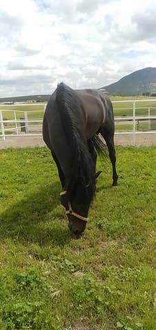 4 soveværelse Finca/Landehus til salg i Morón de la Frontera med swimmingpool garage - € 795.000 (Ref: 9187185)