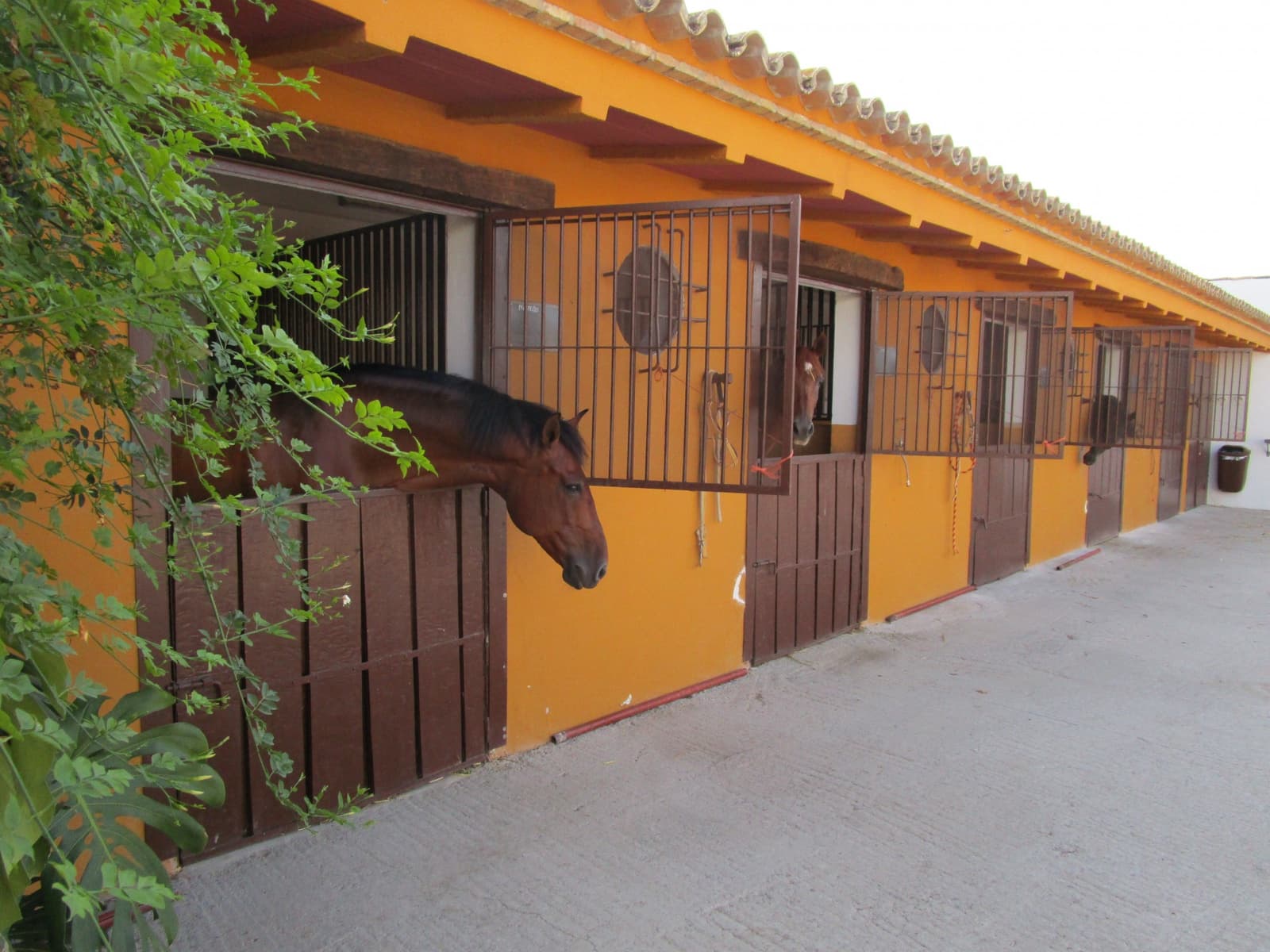 4 soveværelse Finca/Landehus til salg i Moron de la Frontera med swimmingpool garage - € 795.000 (Ref: 9187185)