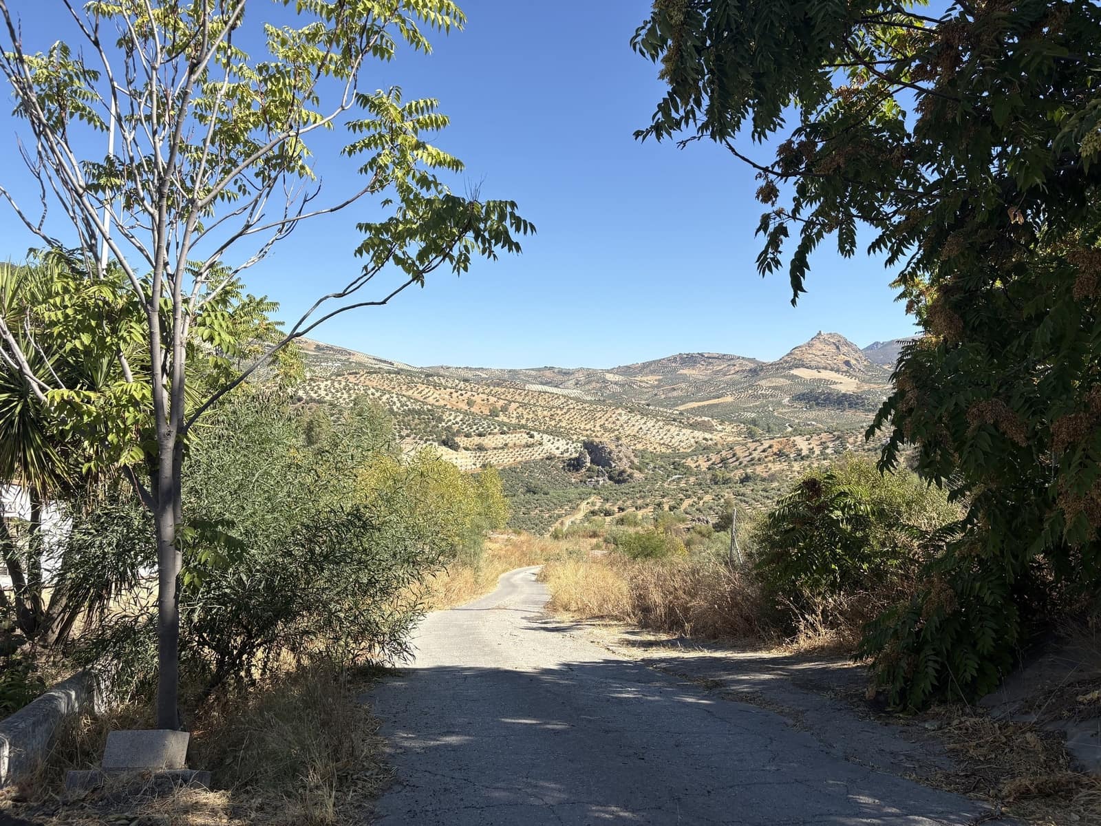 2 makuuhuone Yritys myytävänä paikassa Olvera mukana 
autotalli - 1 500 000 € (Ref: 9228873)