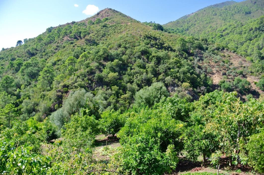 5 slaapkamer Finca/Landhuis te koop in Istan met garage - € 495.000 (Ref: 9570978)