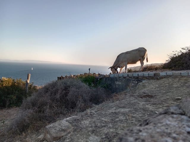 Bouwgrond te koop in Tarifa - € 715.000 (Ref: 9596024)