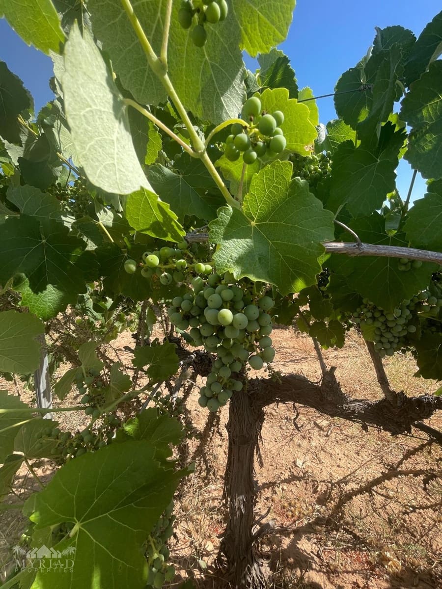 Bouwgrond te koop in Ubeda - € 222.000 (Ref: 10062441)