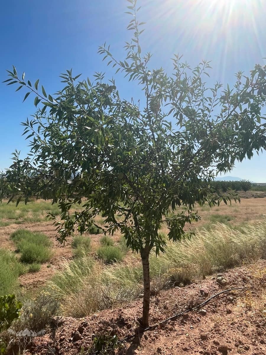 Bouwgrond te koop in Ubeda - € 222.000 (Ref: 10062441)