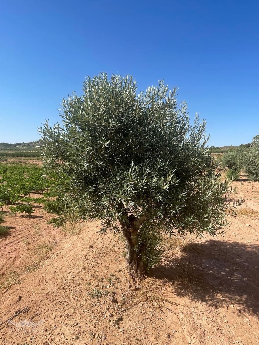 Bouwgrond te koop in Ubeda - € 222.000 (Ref: 10062441)