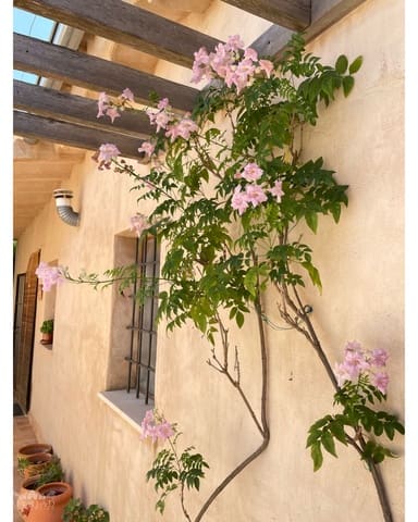 5 soveværelse Finca/Landehus til salg i Casas de Ibañez, Pinoso med swimmingpool garage - € 359.995 (Ref: 10062462)