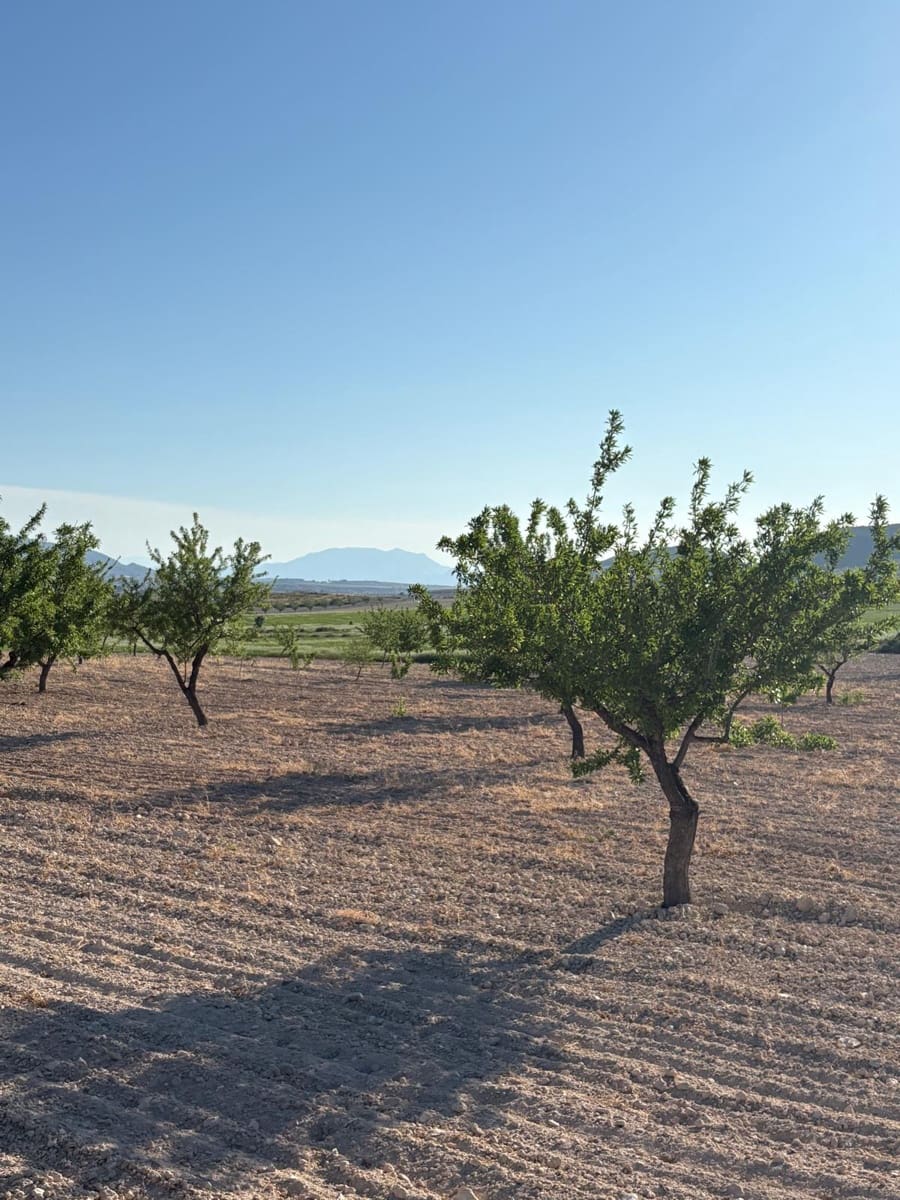 6 quarto Quinta/Casa Rural para venda em Jumilla com garagem - 95 000 € (Ref: 10062463)