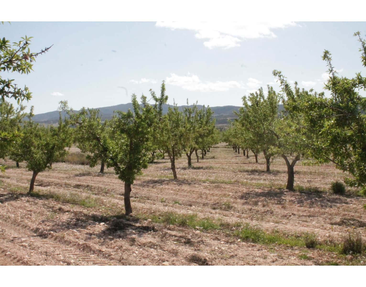 6 quarto Quinta/Casa Rural para venda em Jumilla com garagem - 95 000 € (Ref: 10062463)
