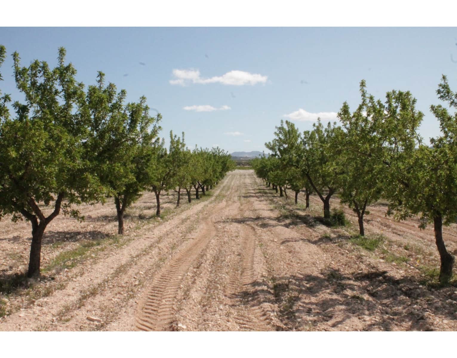 6 quarto Quinta/Casa Rural para venda em Jumilla com garagem - 95 000 € (Ref: 10062463)