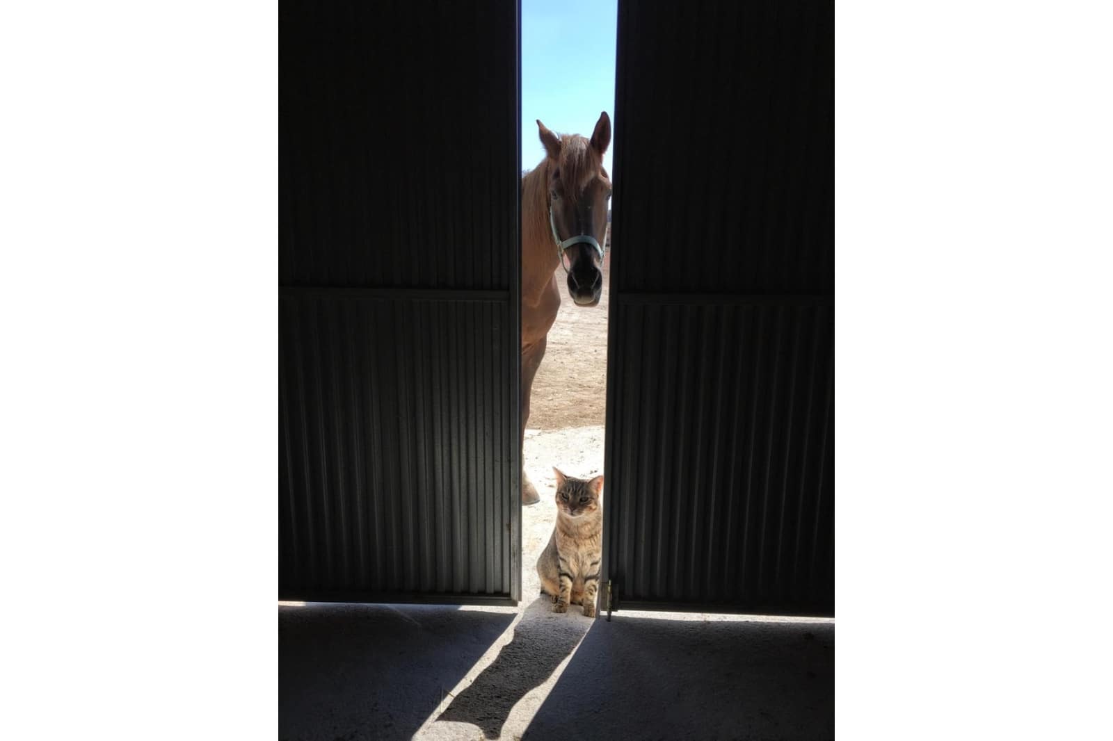 3 soveværelse Finca/Landehus til salg i Torre del Rico - € 510.000 (Ref: 9058367)