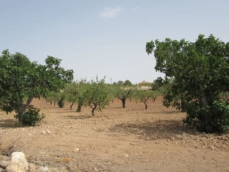 Bouwgrond te koop in Mula - € 45.000 (Ref: 9343813)