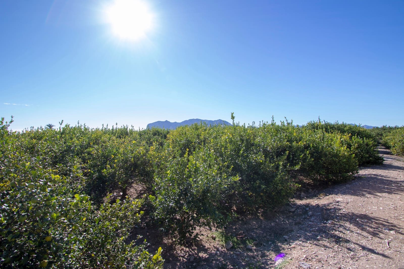 4 bedroom Finca/Country House for sale in Alicante / Alacant city with pool - € 450,000 (Ref: 9463697)