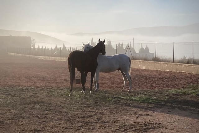 3 bedroom Finca/Country House for sale in Torre del Rico, Jumilla - € 510,000 (Ref: 9463827)