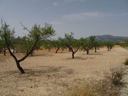 Terreno para Construção para venda em Mula - 45 000 € (Ref: 9464072)