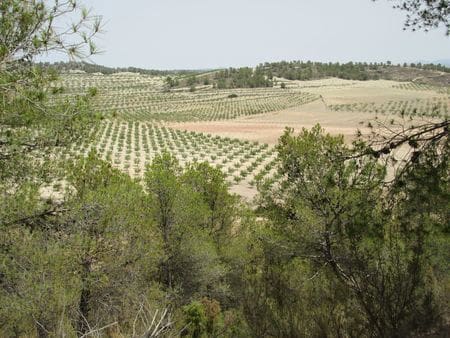 Terreno para Construção para venda em Mula - 45 000 € (Ref: 9464072)