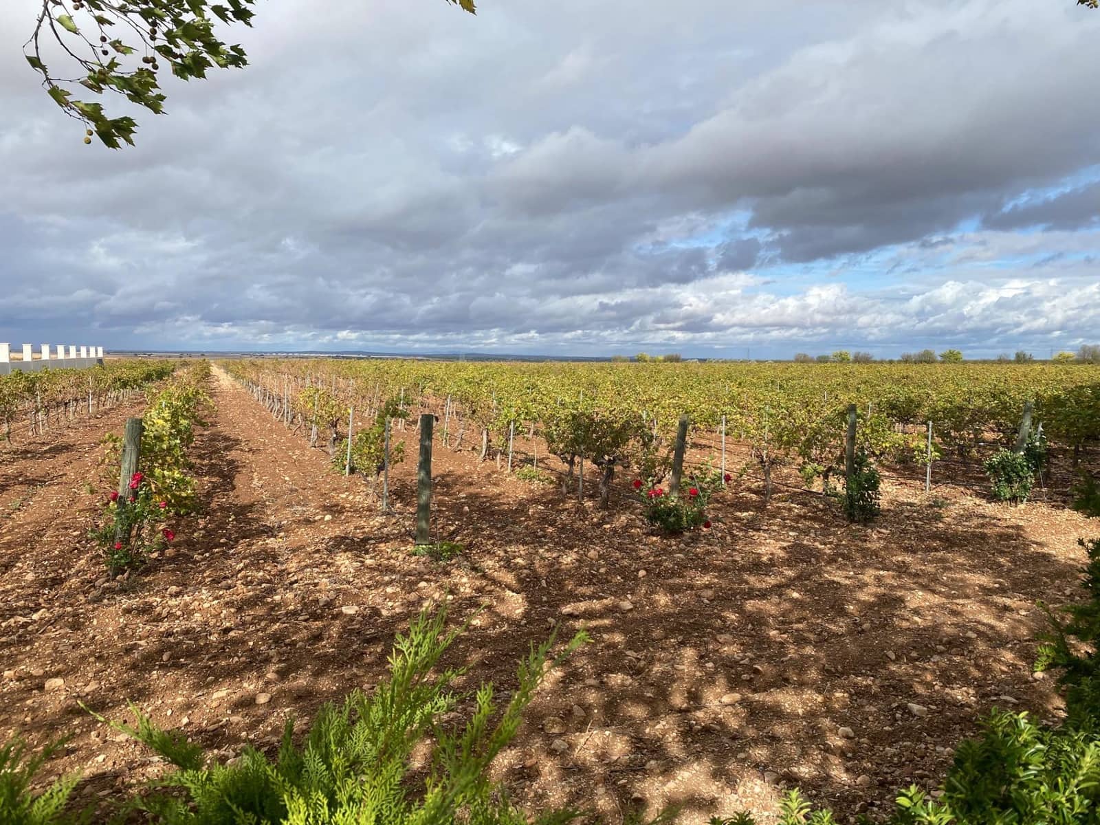 1 sovrum Företag till salu i Albacete stad - 2 500 000 € (Ref: 9464724)