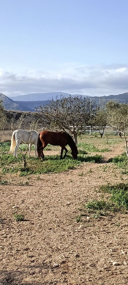 3 bedroom Finca/Country House for sale in Monovar / Monover with pool garage - € 200,000 (Ref: 9627362)