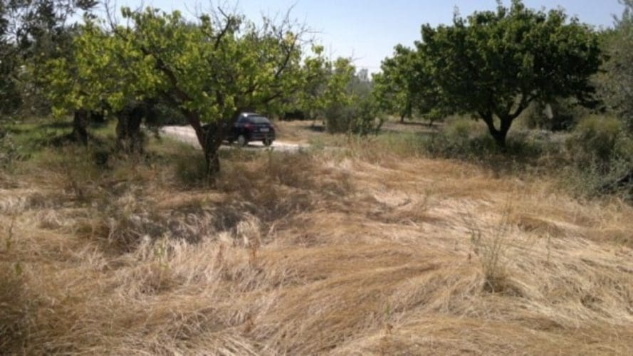 Mark till salu i Moratalla - 38 000 € (Ref: 7274025)