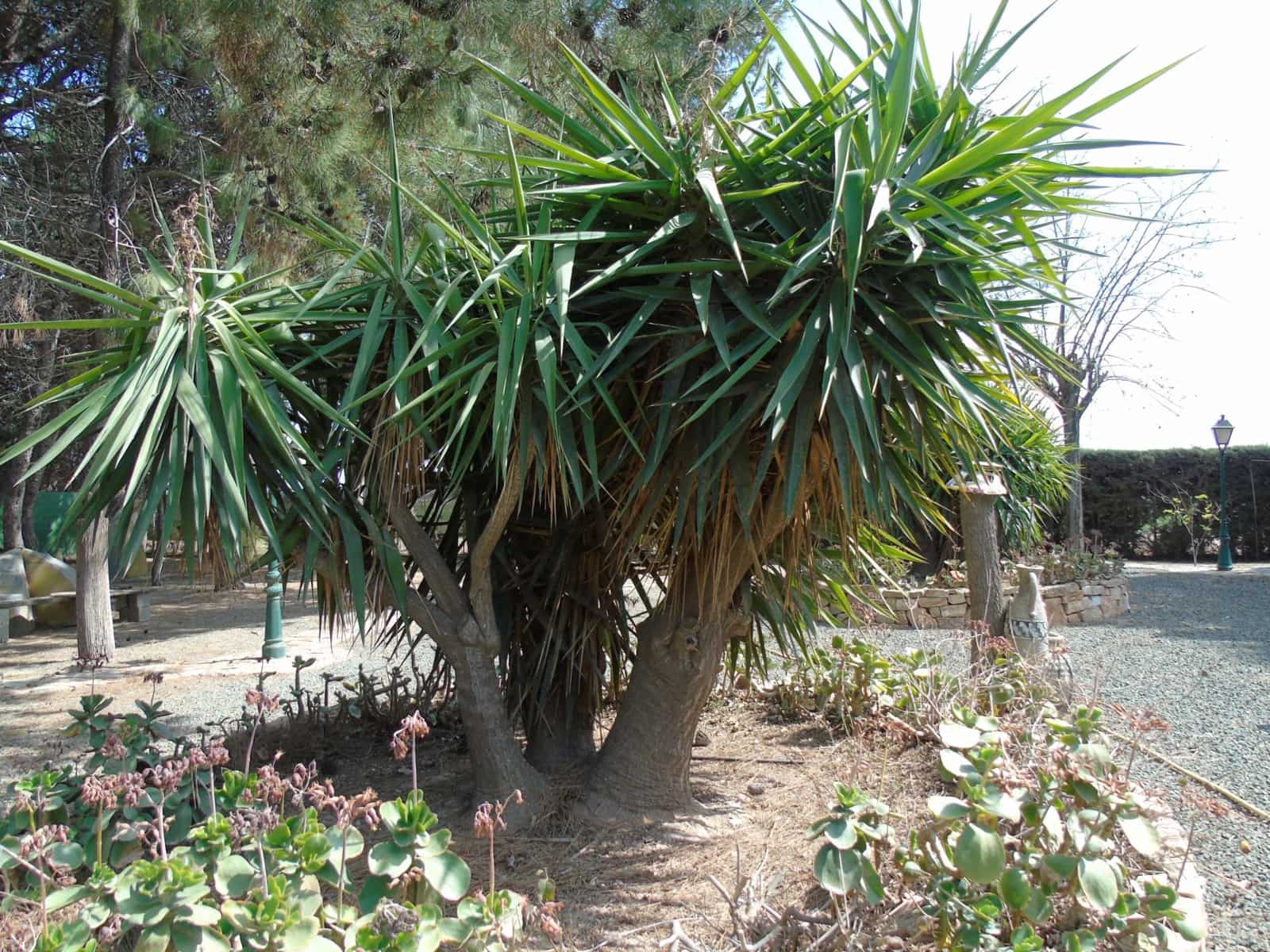 4 soverom Villa til salgs i Pozo Estrecho med garasje - € 425 000 (Ref: 8580966)