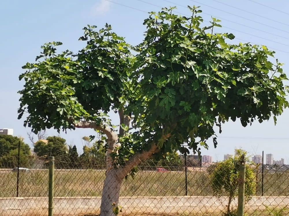 8 soveværelse Villa til salg i Playa Honda med garage - € 250.000 (Ref: 8901314)