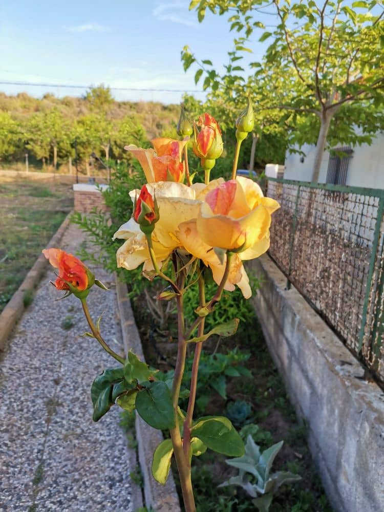 8 soveværelse Villa til salg i Playa Honda med garage - € 250.000 (Ref: 8901314)