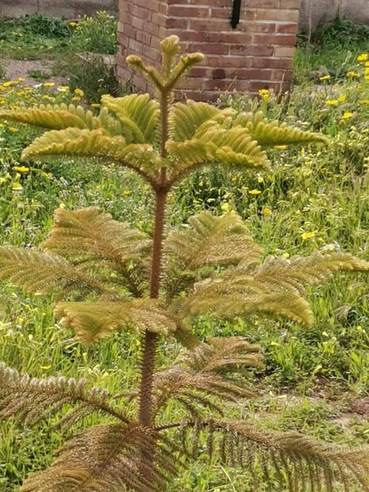 8 soveværelse Villa til salg i Playa Honda med garage - € 250.000 (Ref: 8901314)