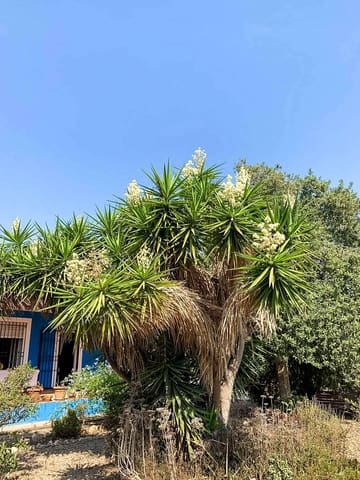 3 slaapkamer Villa te koop in Gea y Truyols, Murcia stad met zwembad garage - € 265.000 (Ref: 9806819)