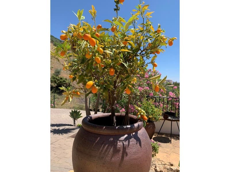 4 soverom Villa til salgs i Alcaucin - € 369 000 (Ref: 8595514)