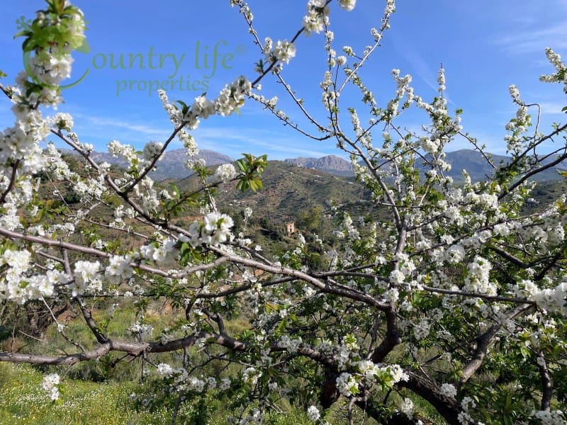 3 slaapkamer Villa te koop in Comares - € 395.000 (Ref: 9414326)