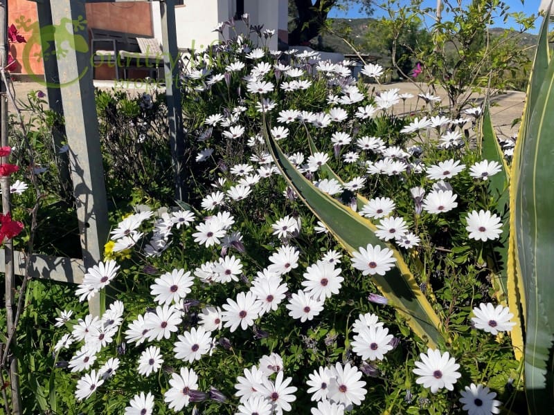 3 slaapkamer Villa te koop in Comares - € 395.000 (Ref: 9414326)