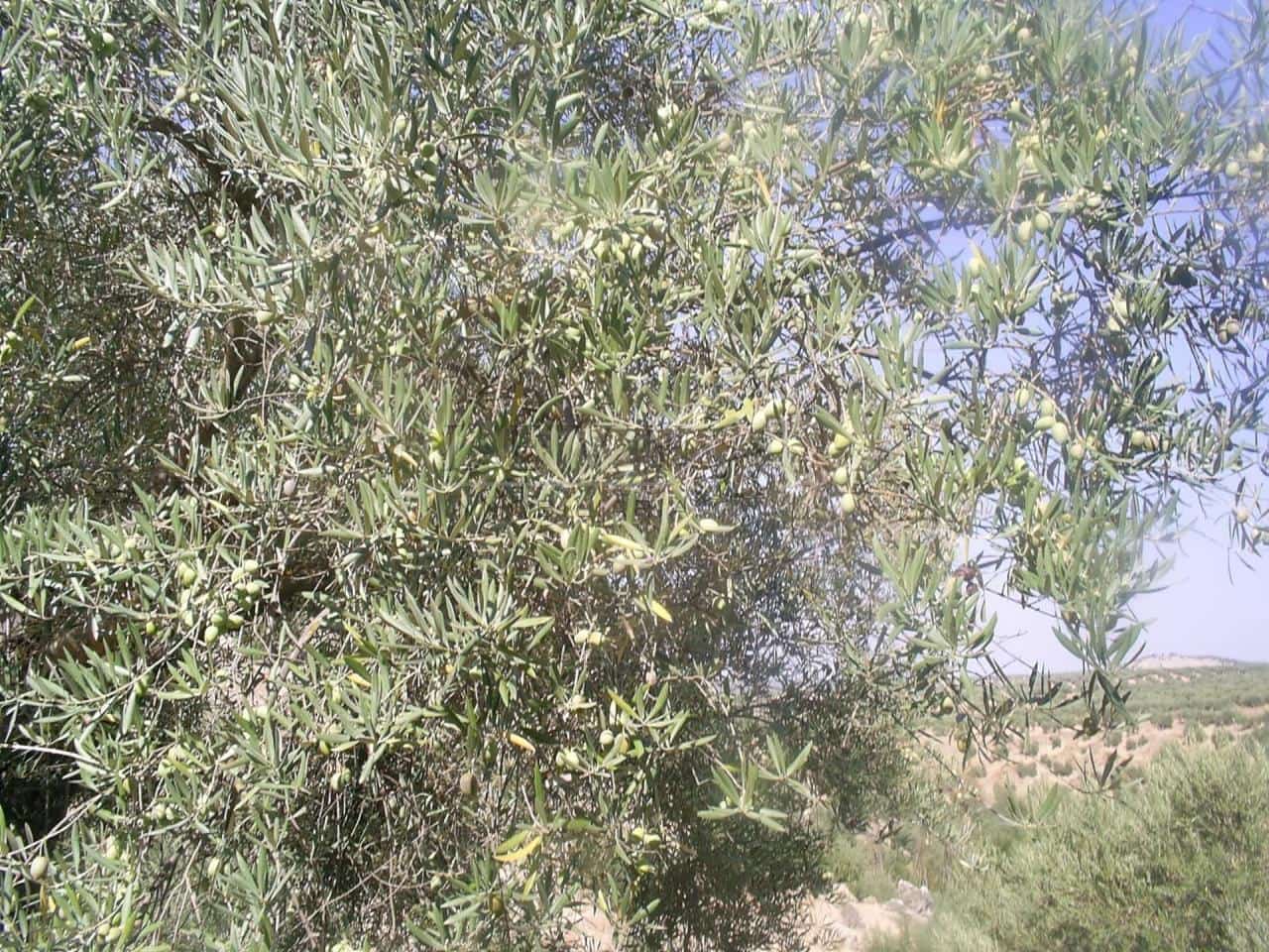 Undeveloped Land for sale in Bailen - € 208,000 (Ref: 9583338)