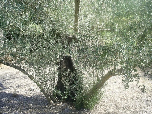 Terreno Não Urbanizado para venda em Bailén - 208 000 € (Ref: 9583338)