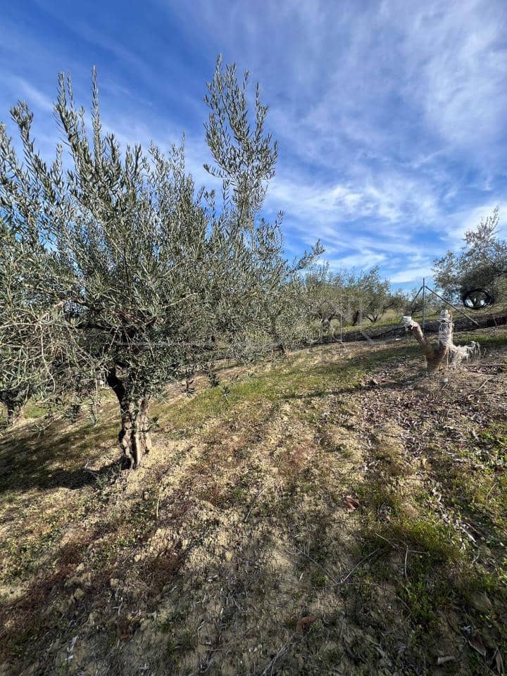 Undeveloped Land for sale in Coin - € 160,000 (Ref: 9583339)