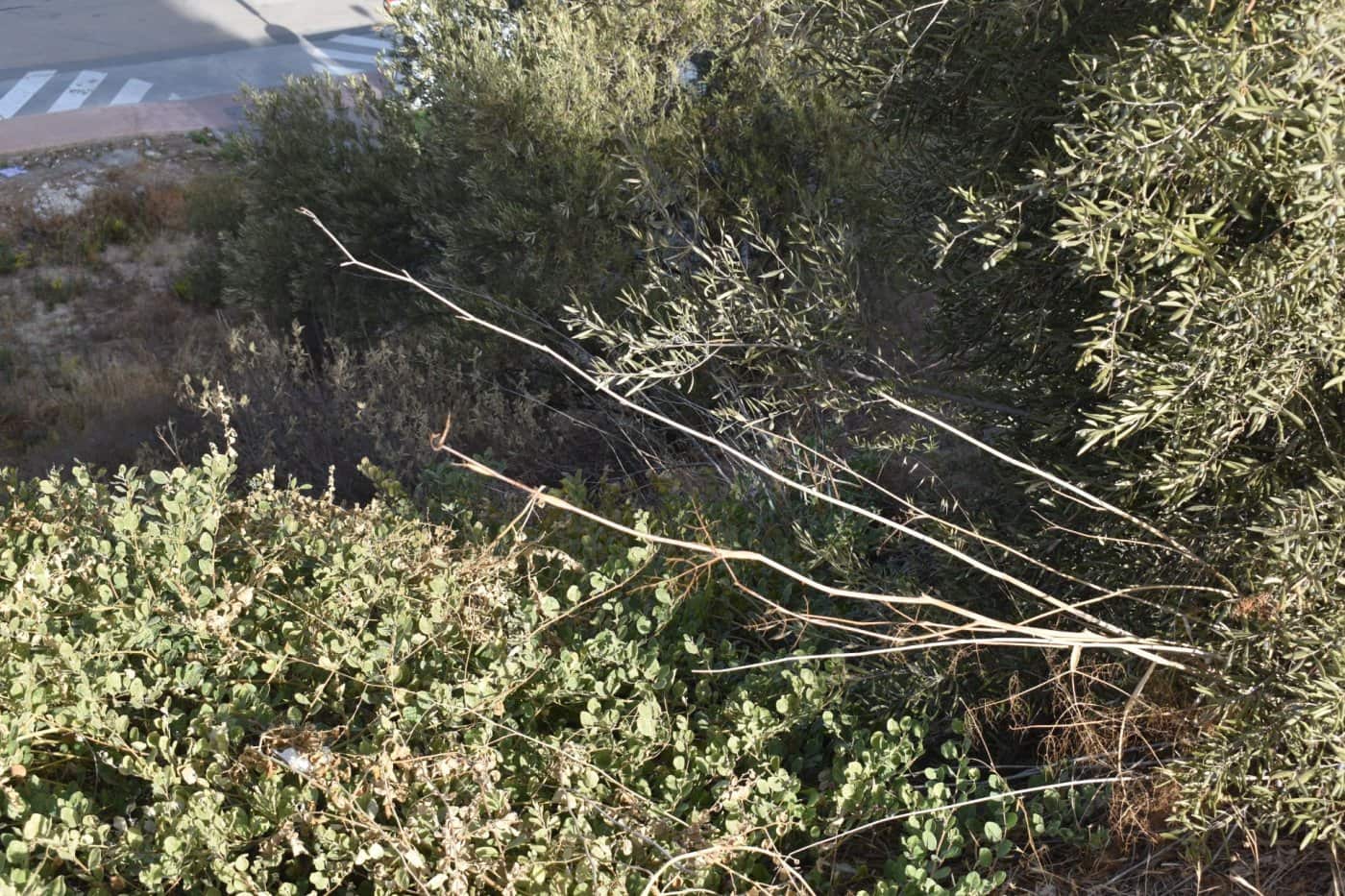 Bauplatz zu verkaufen in Coin - 75.000 € (Ref: 7203691)