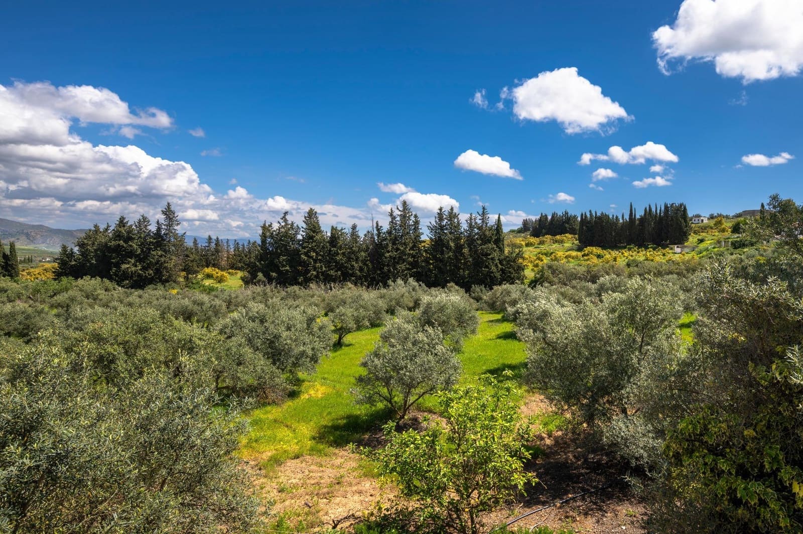 9 quarto Quinta/Casa Rural para venda em Alhaurin el Grande com piscina - 1 150 000 € (Ref: 8843409)