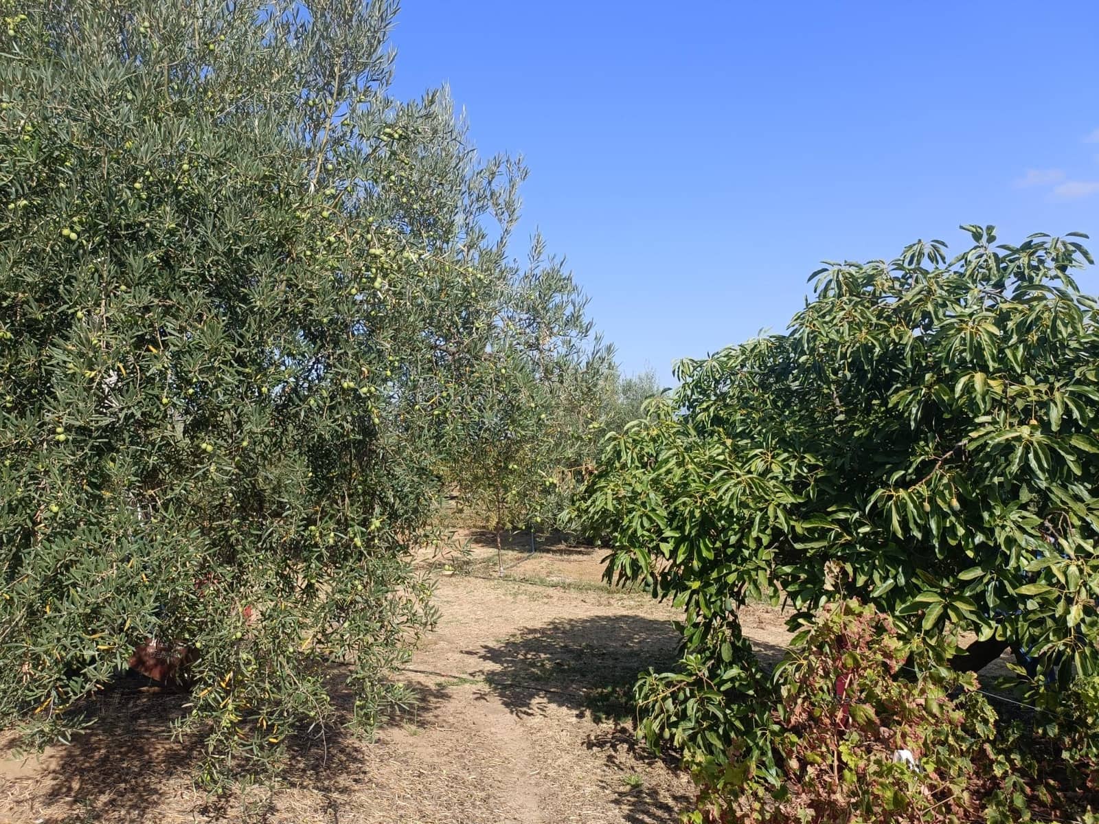 4 soverom Finca/Herregård til salgs i Alhaurin el Grande med svømmebasseng - € 765 000 (Ref: 9255283)