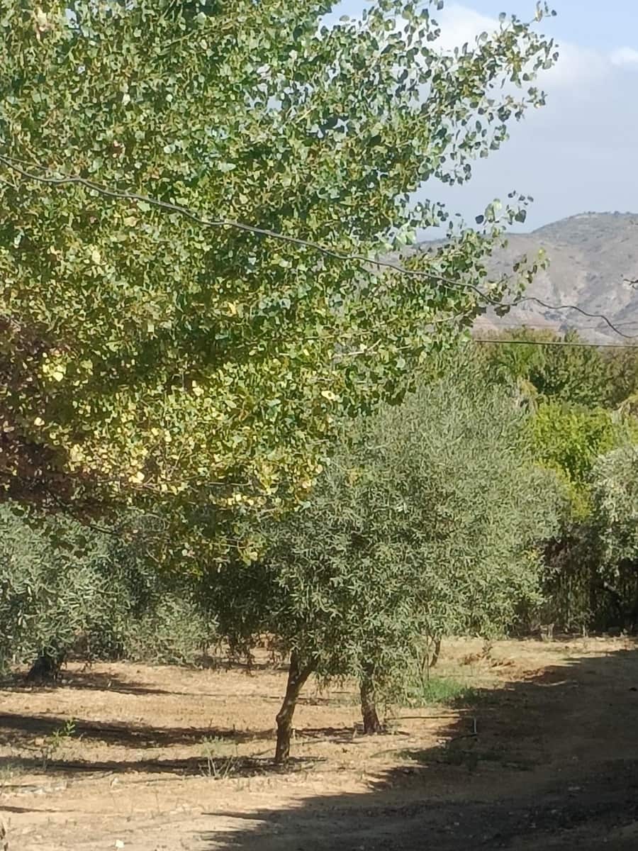 4 bedroom Finca/Country House for sale in Alhaurin el Grande with pool - € 765,000 (Ref: 9255283)