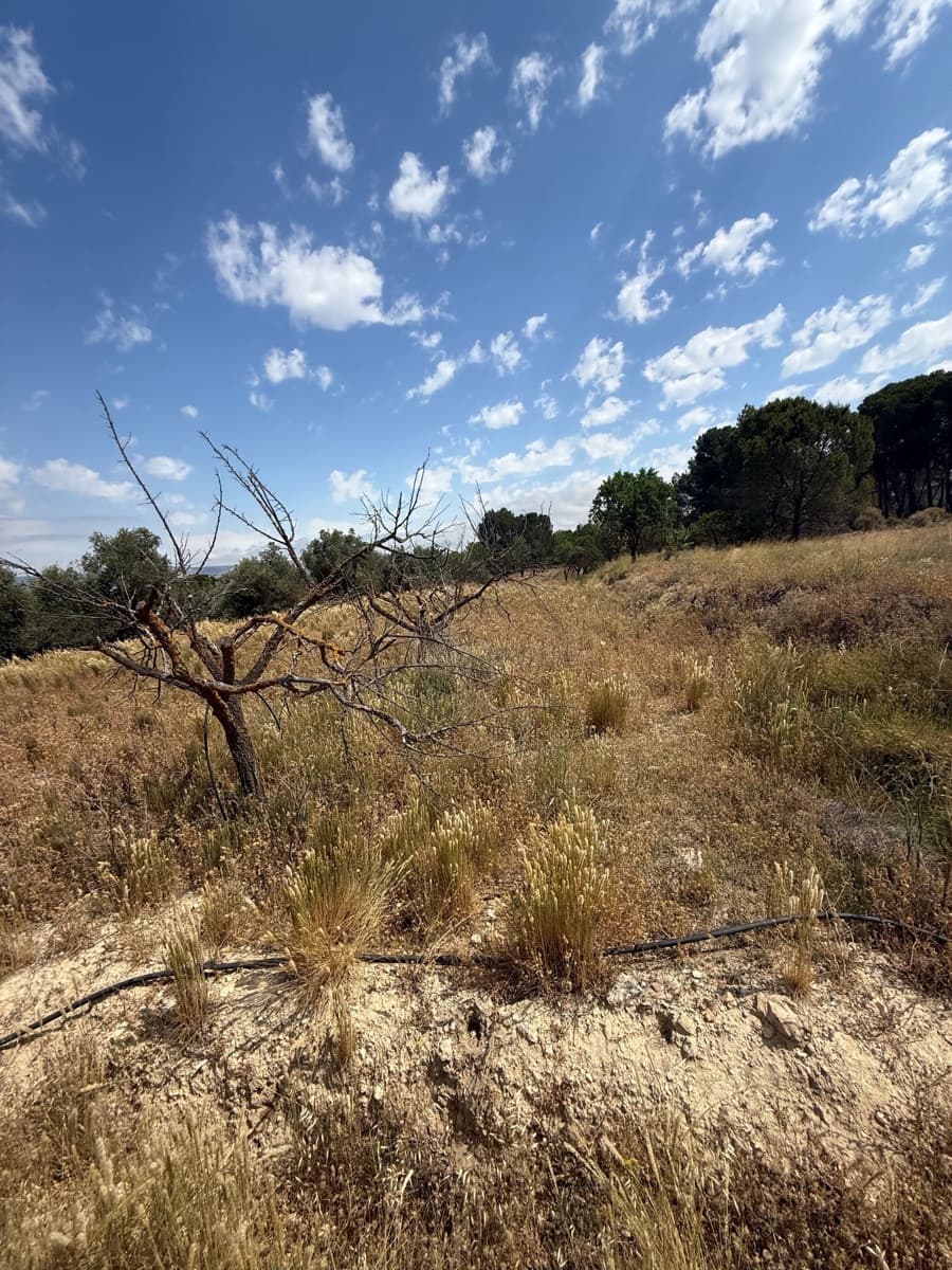 Terreno/Finca Rústica en Biar en venta - 46.000 € (Ref: 10036352)