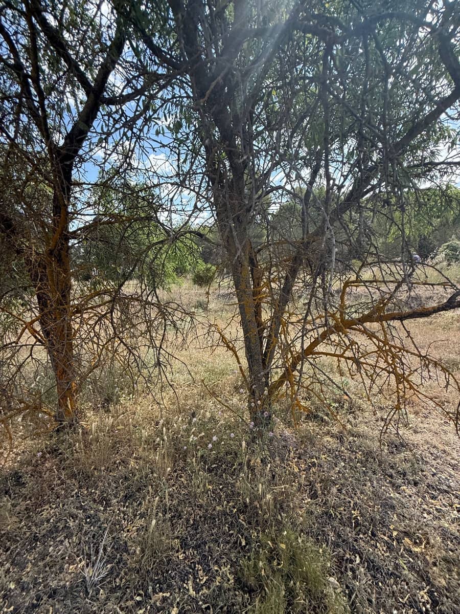 Terreno/Finca Rústica en Biar en venta - 46.000 € (Ref: 10036352)