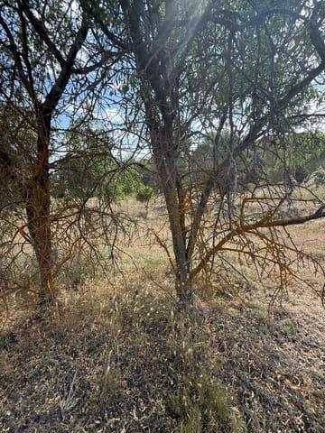 Terreno/Finca Rústica en Biar en venta - 46.000 € (Ref: 10036352)