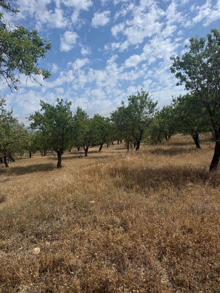 Ubebygd land til salgs i Biar - € 46 000 (Ref: 10036353)