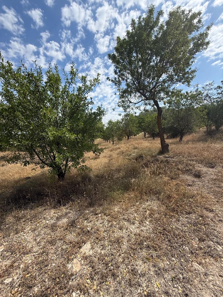 Ubebygd land til salgs i Biar - € 46 000 (Ref: 10036353)