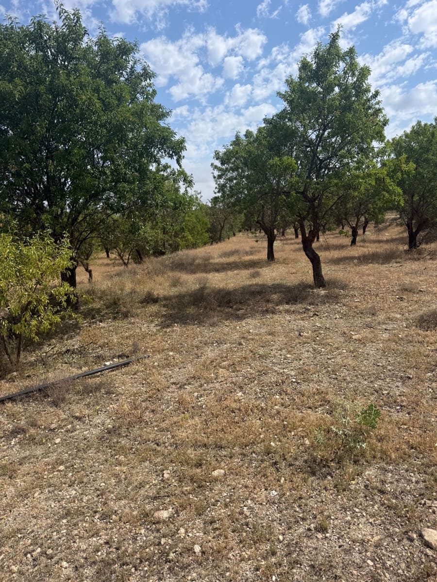 Ubebygd land til salgs i Biar - € 46 000 (Ref: 10036353)
