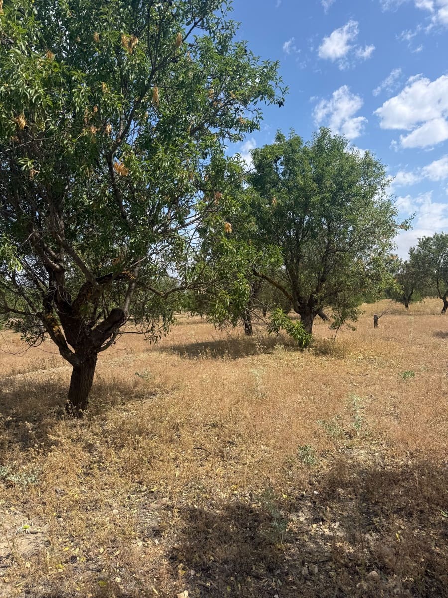 Ubebygd land til salgs i Biar - € 46 000 (Ref: 10036353)