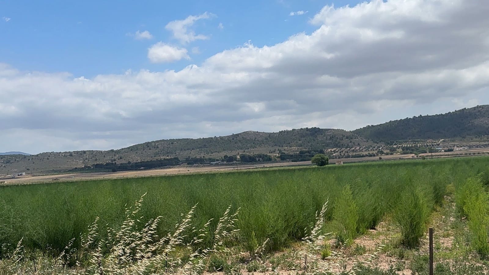 Mark till salu i Villena - 90 000 € (Ref: 10037853)