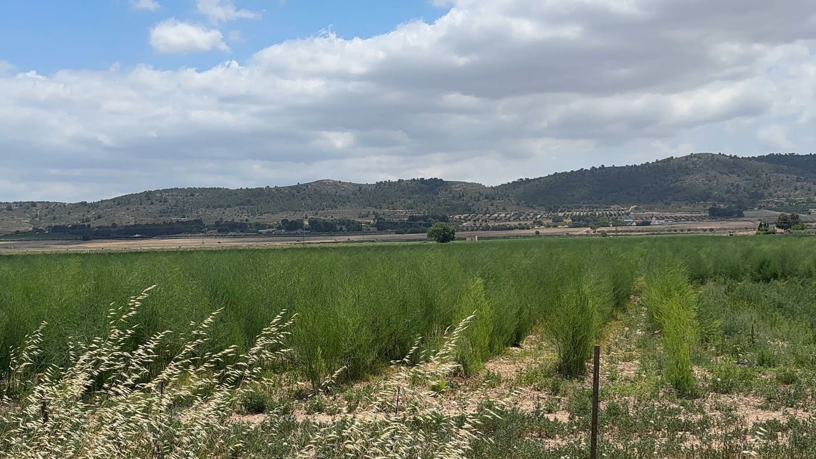 Mark till salu i Villena - 90 000 € (Ref: 10037853)