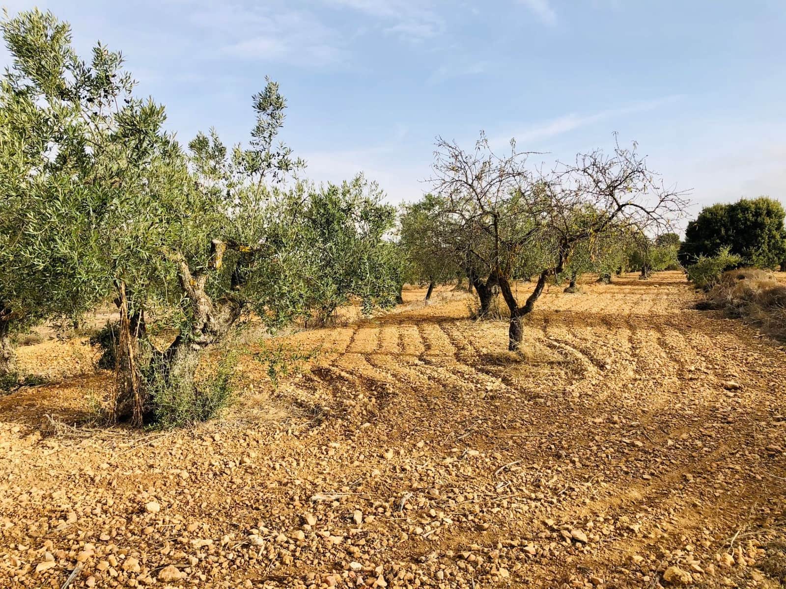 1 sypialnia Finka/Dom wiejski na sprzedaż w Biar - 35 000 € (Ref: 6057628)