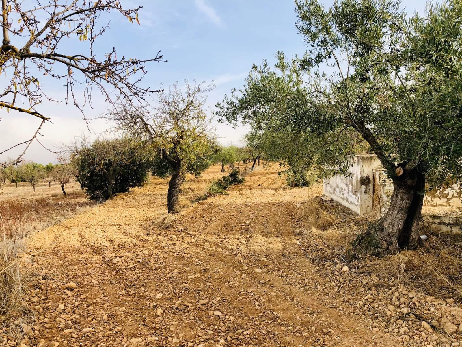 1 sypialnia Finka/Dom wiejski na sprzedaż w Biar - 35 000 € (Ref: 6057628)